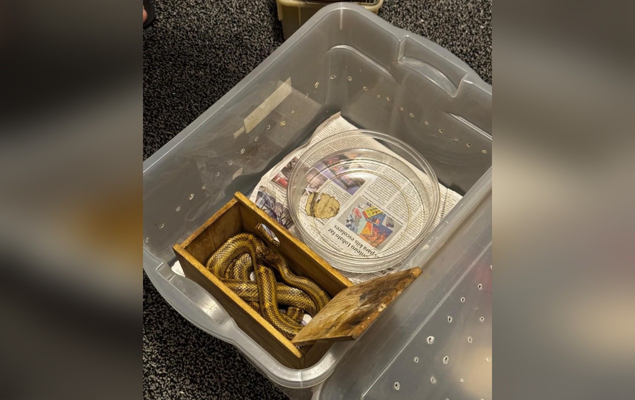 Polícia apreende quase 40 cobras e prende mulher suspeita de maus-tratos a cão durante operação em Sorocaba