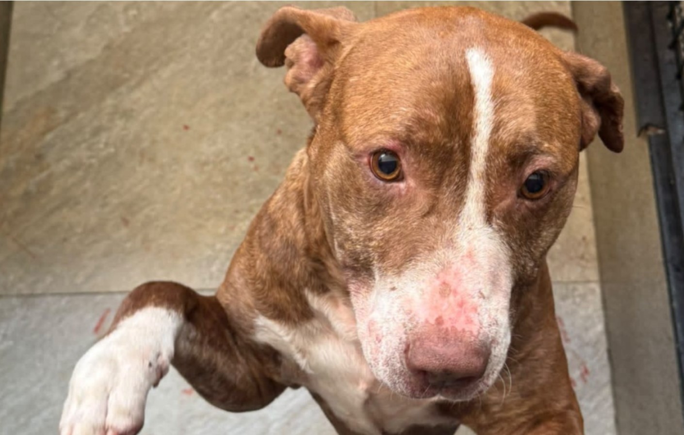 Mulher é presa suspeita de agredir cachorro com chutes na cabeça e cabo de vassoura em Limeira