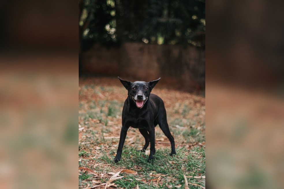 5 de 9
C&atilde;o Ouri&ccedil;o espera por ado&ccedil;&atilde;o desde 2020 em abrigo de Bauru (SP) &mdash; Foto: Prefeitura de Bauru/Divulga&ccedil;&atilde;o