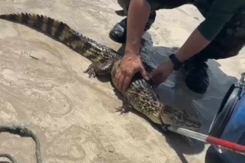 Filhote de jacaré é encontrado em praia de Cabedelo