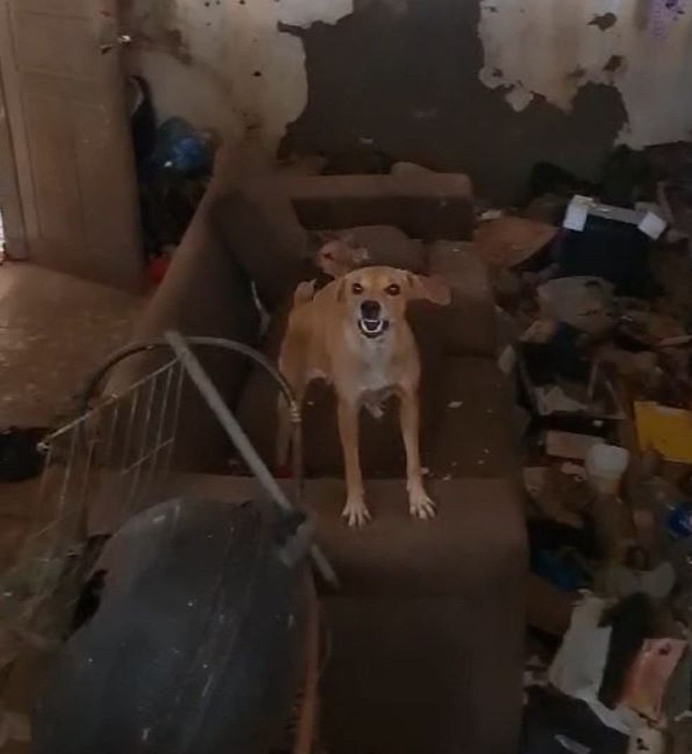 Cães foram encontrados em casa com sujeira e estavam sem água e comida — Foto: Divulgação/Polícia Civil