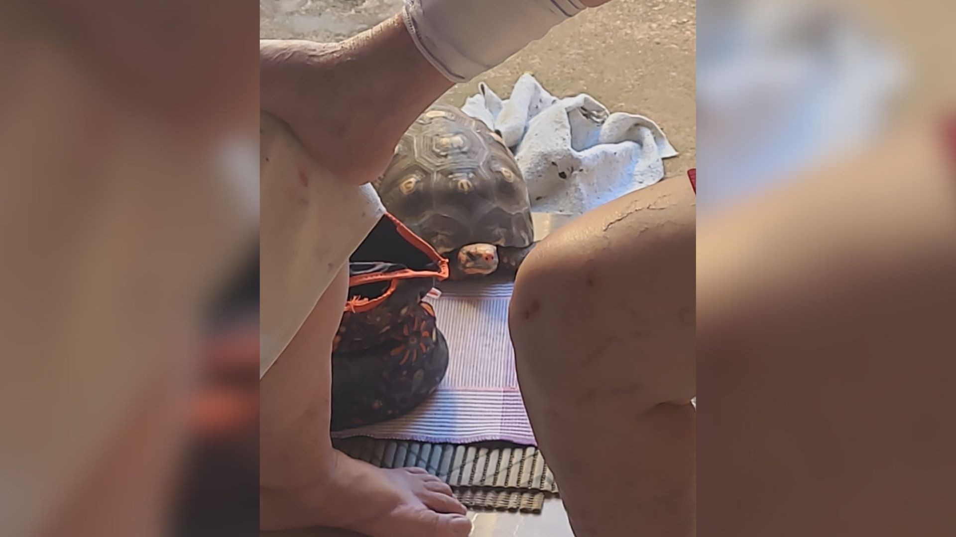 Idosa fica ferida após tropeçar em tartaruga de estimação e cair em casa