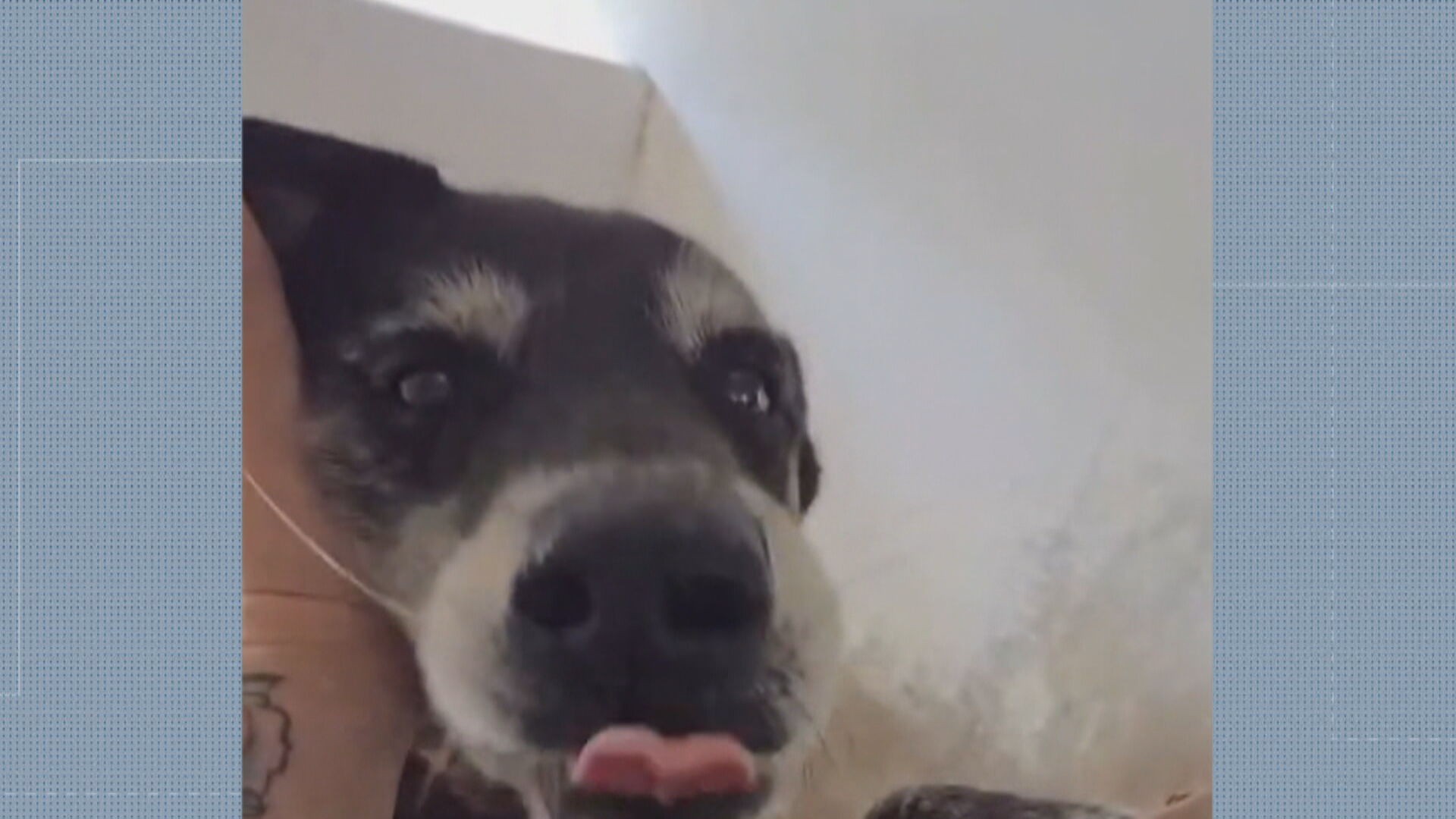 Barulho de fogos no réveillon provoca a morte de cão em Vargem Grande, dizem tutores