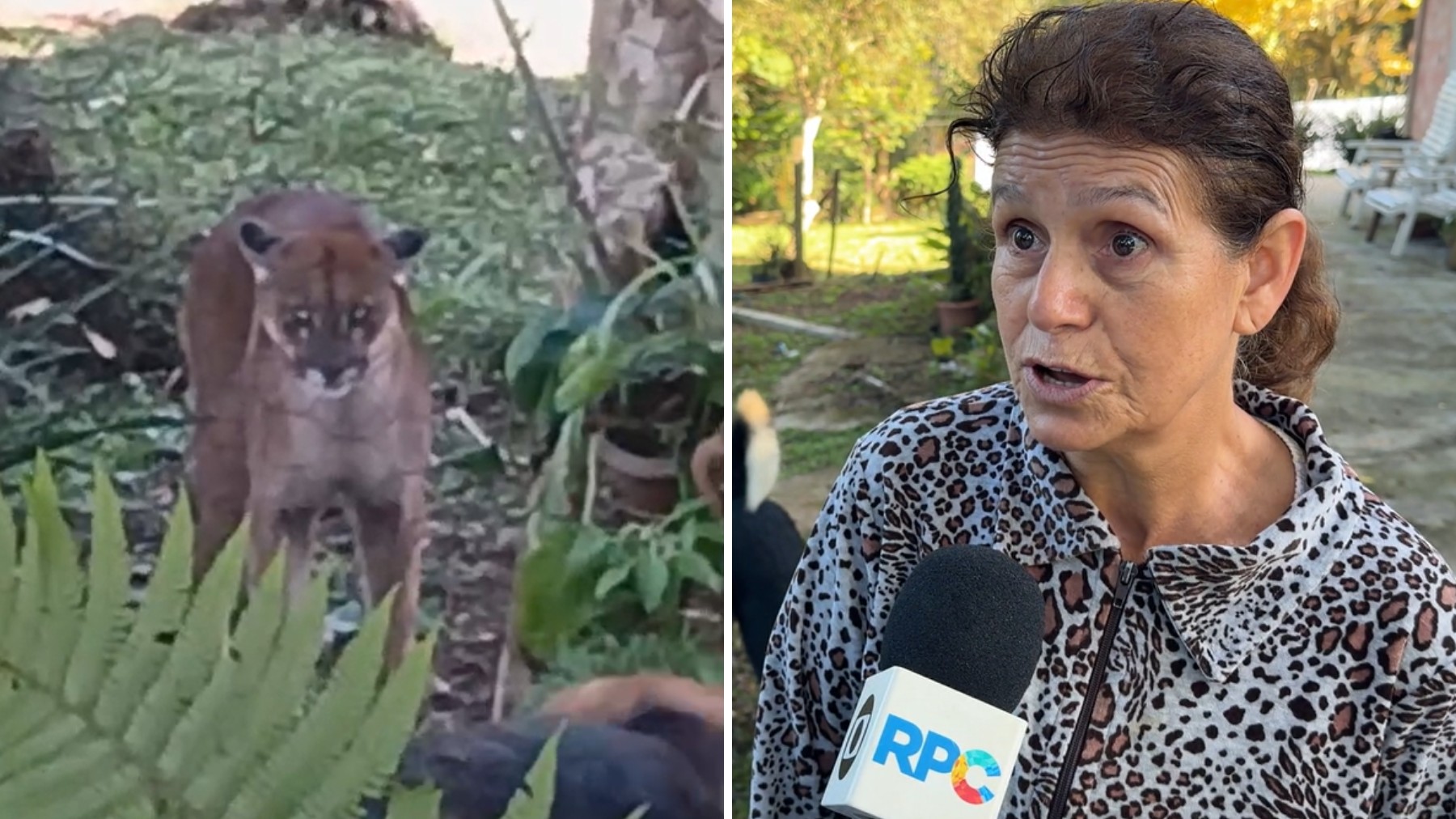 'Levantei, abri a porta e já vi a onça', diz moradora que teve quintal invadido, no Paraná; felino foi afastado por cães da família
