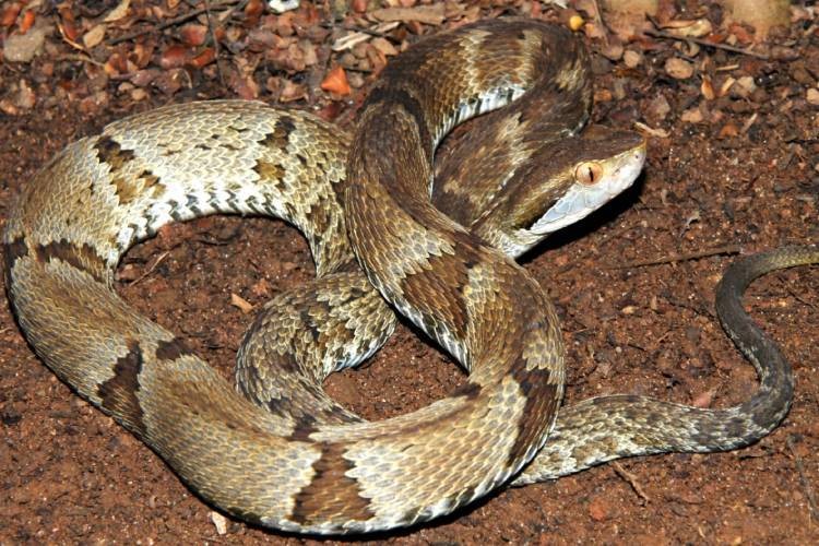 Menino é internado após ser picado por cobra jararaca no Parque do Utinga, em Belém