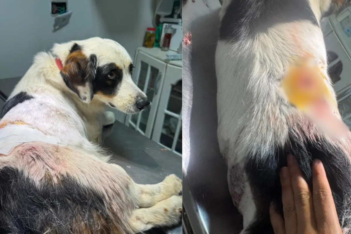 Homem pula muro de casa e atira duas vezes contra cachorro em MS