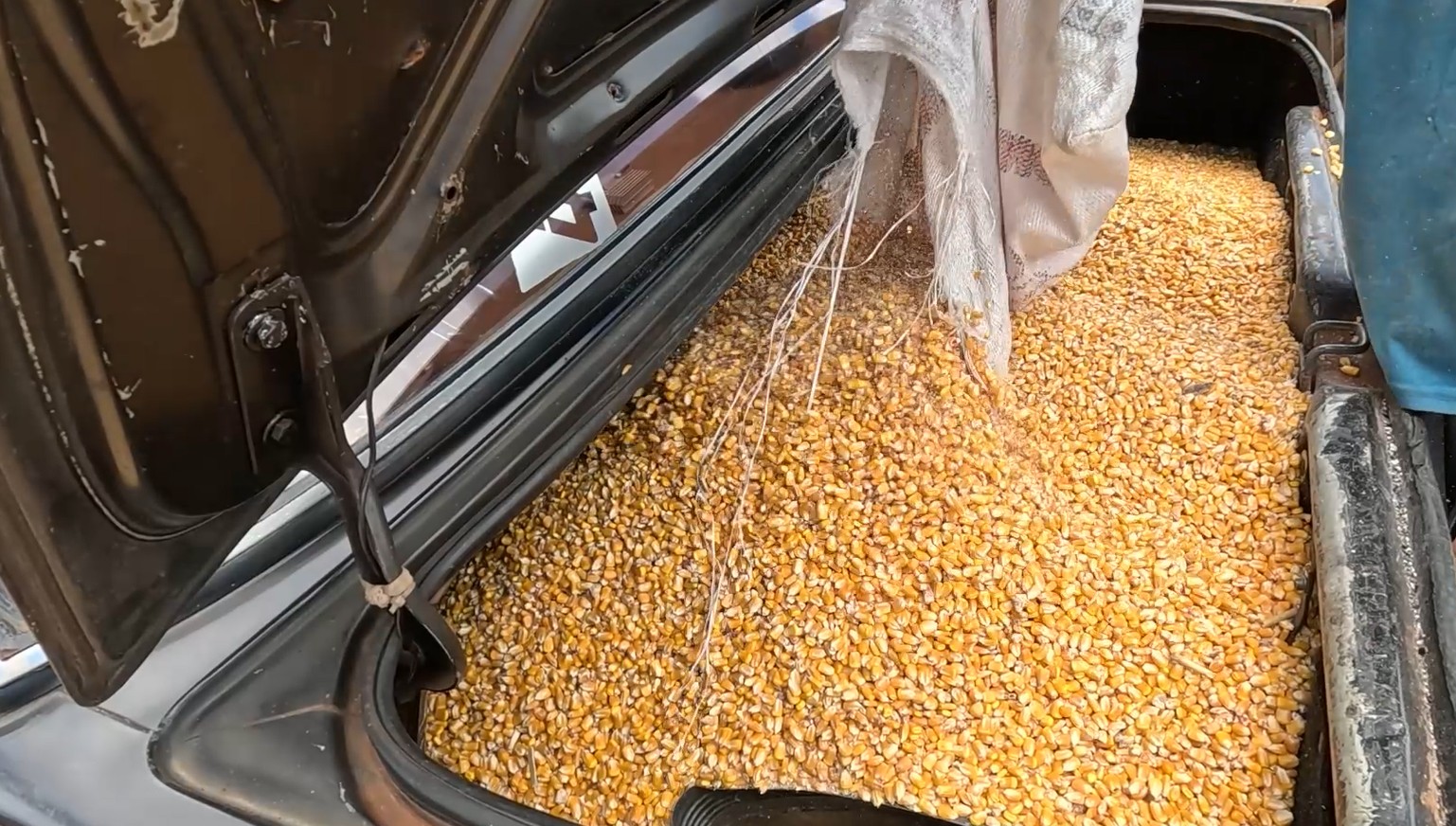 VÍDEO: população usa porta-malas para saquear milho que caiu de caminhão tombado na rodovia, no PR