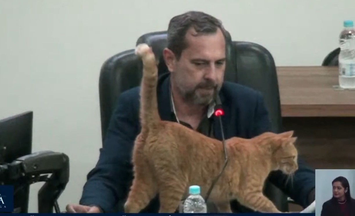 VÍDEO: gato mascote da Câmara Municipal de Votuporanga interrompe sessão ao bater em microfone 