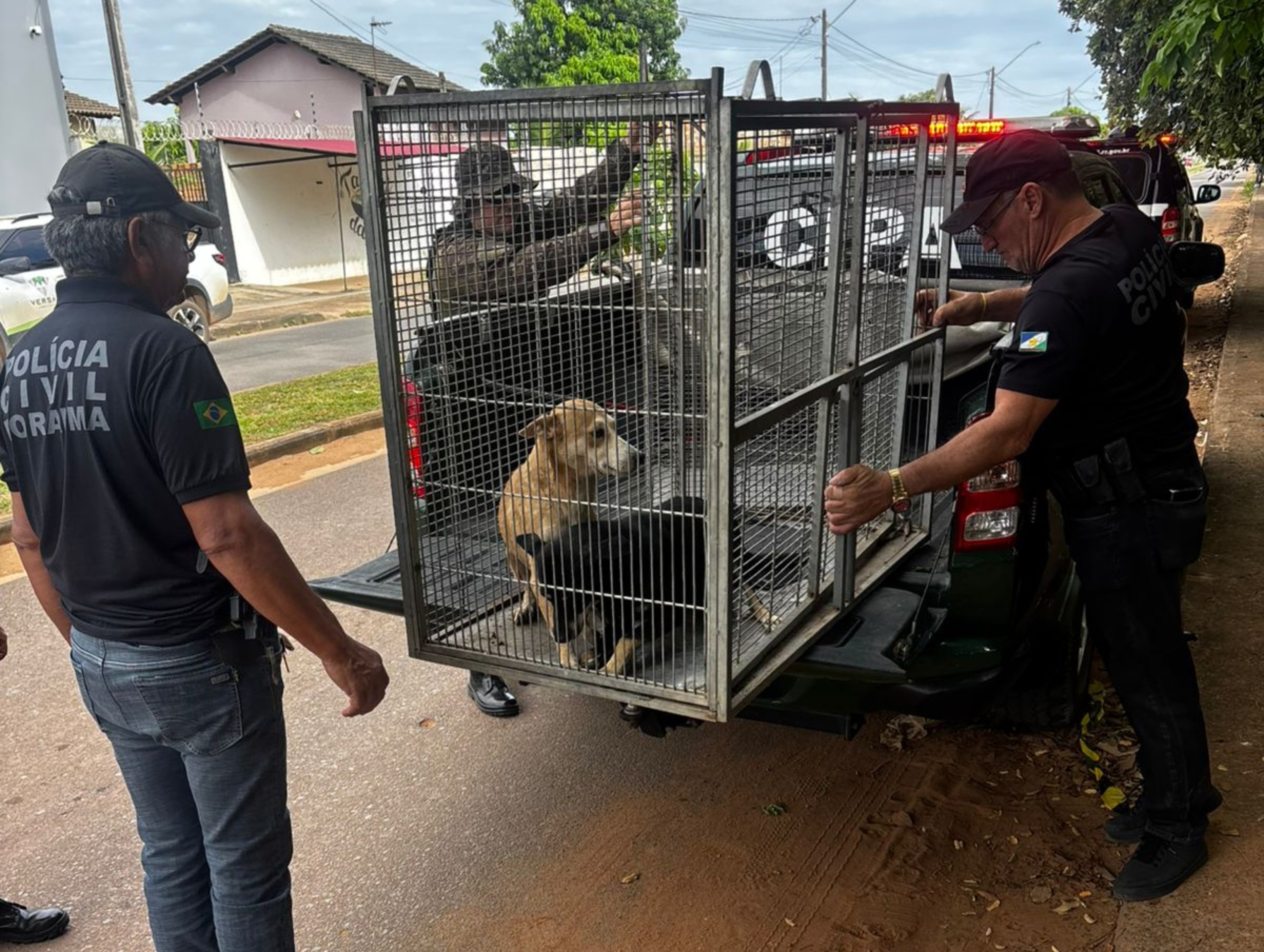Tutor é investigado por abusar de cadela que precisou passar por cirurgia e animal é resgatado