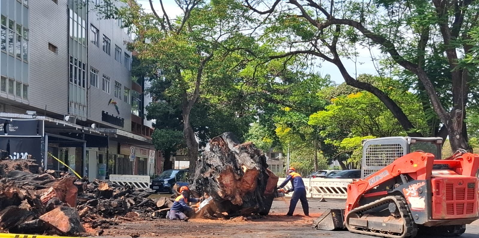 Após incêndio criminoso e disputa, tronco de gameleira histórica é removido da Asa Norte, no DF