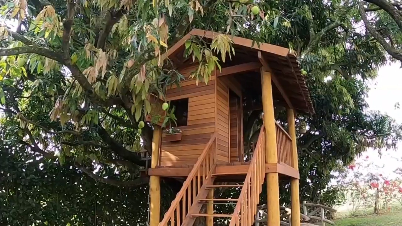 Inspirados por filhos e netos, moradores realizam sonho de infância e constroem casas em árvores: 'Nunca mais quero morar no chão'