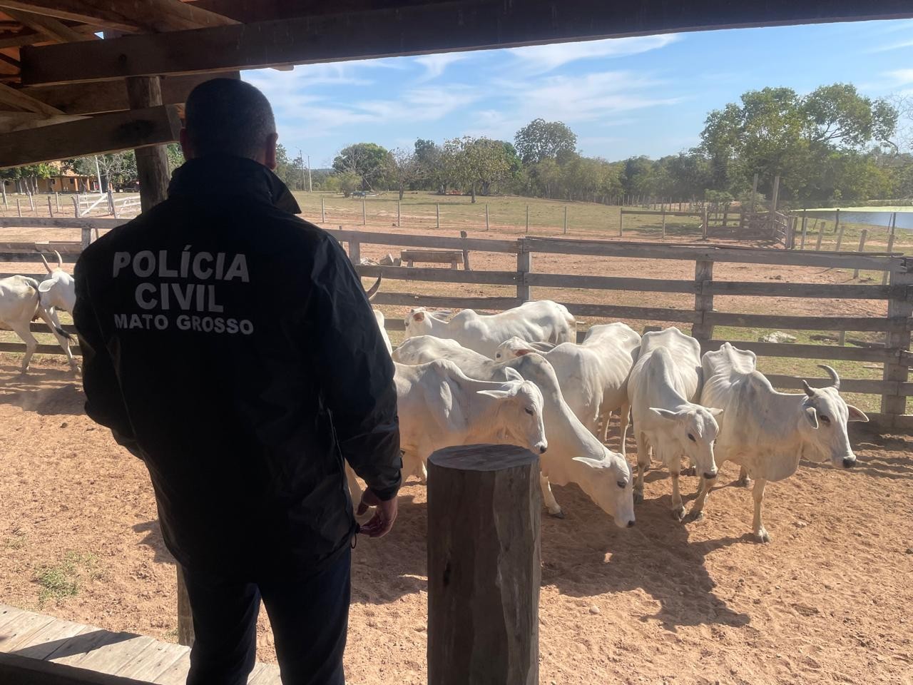 Fazendeiro é preso suspeito de roubar cabeças de gado de criador em Cuiabá