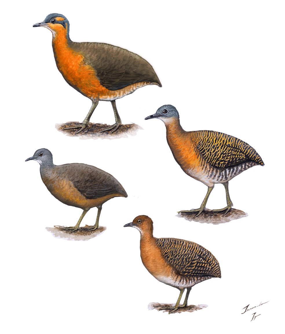 Ilustração da nova espécie de inhambu feita por Fernando Igor de Godoy — Foto: Fernando Igor de Godoy