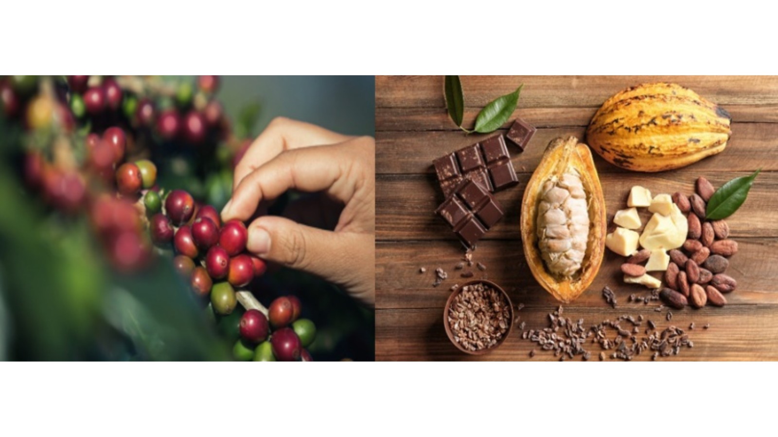 Coopercitrus avalia cacau e café canéfora como opção de renda em SP