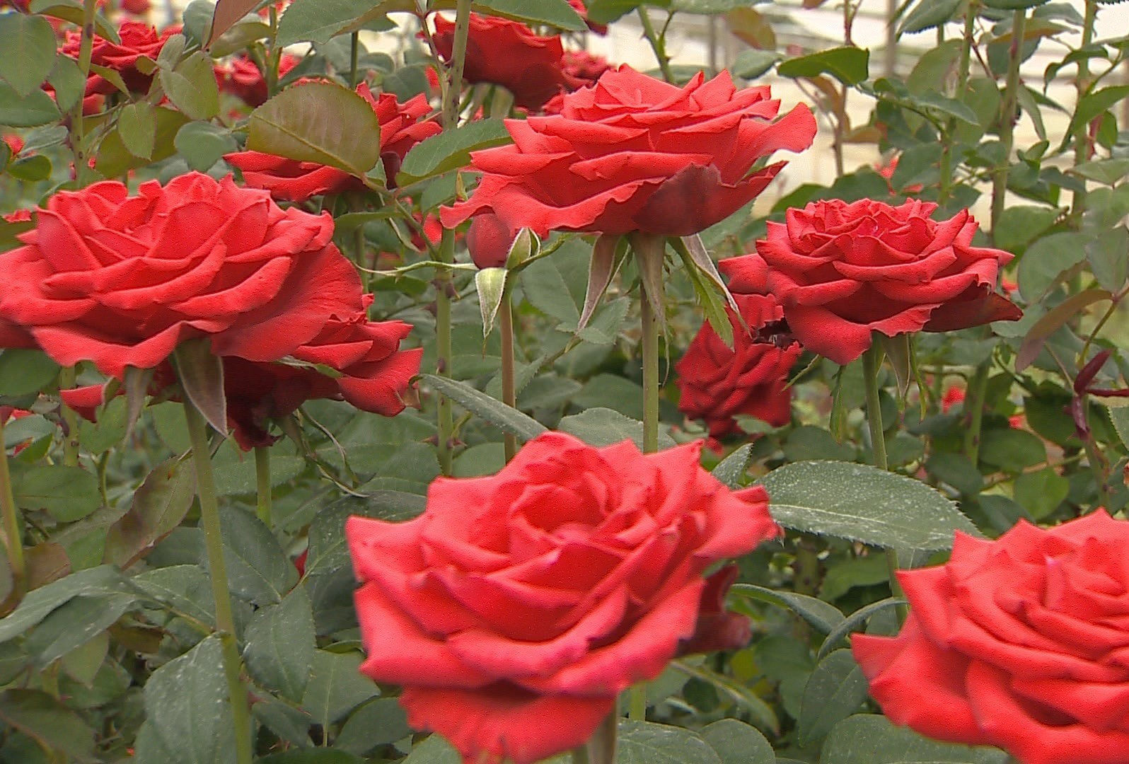 Barbacena realiza 47ª edição da Festa das Rosas e Flores | G1