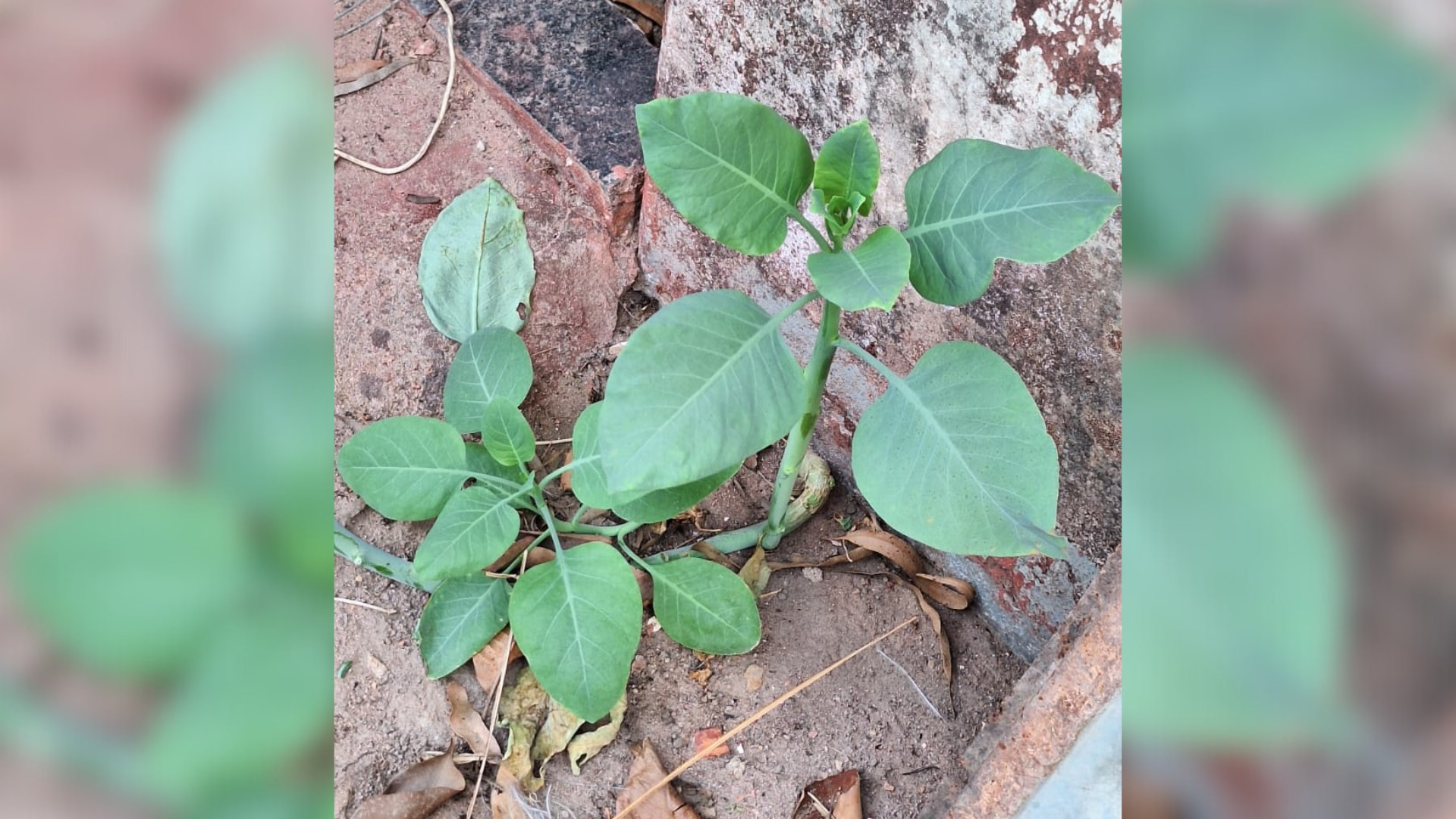 Você Não Tá Convidada pro Meu Bat Mitzvá!