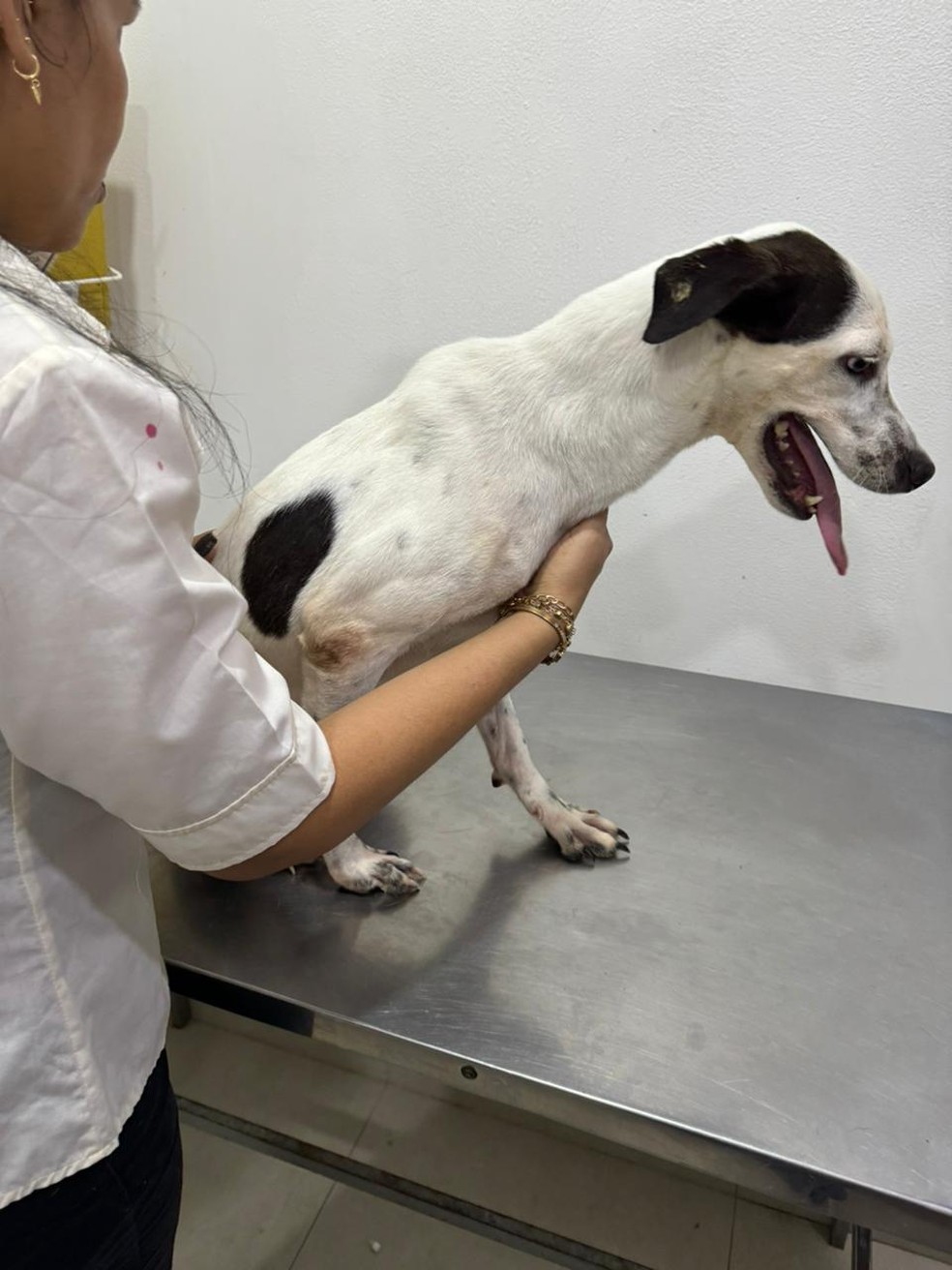 Cachorros foram encontrados em estado de desnutrição. — Foto: Divulgação/PC-AM.