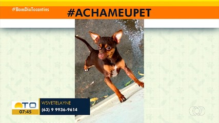 Tutora procura cachorrinho que despareceu no centro de Gurupi