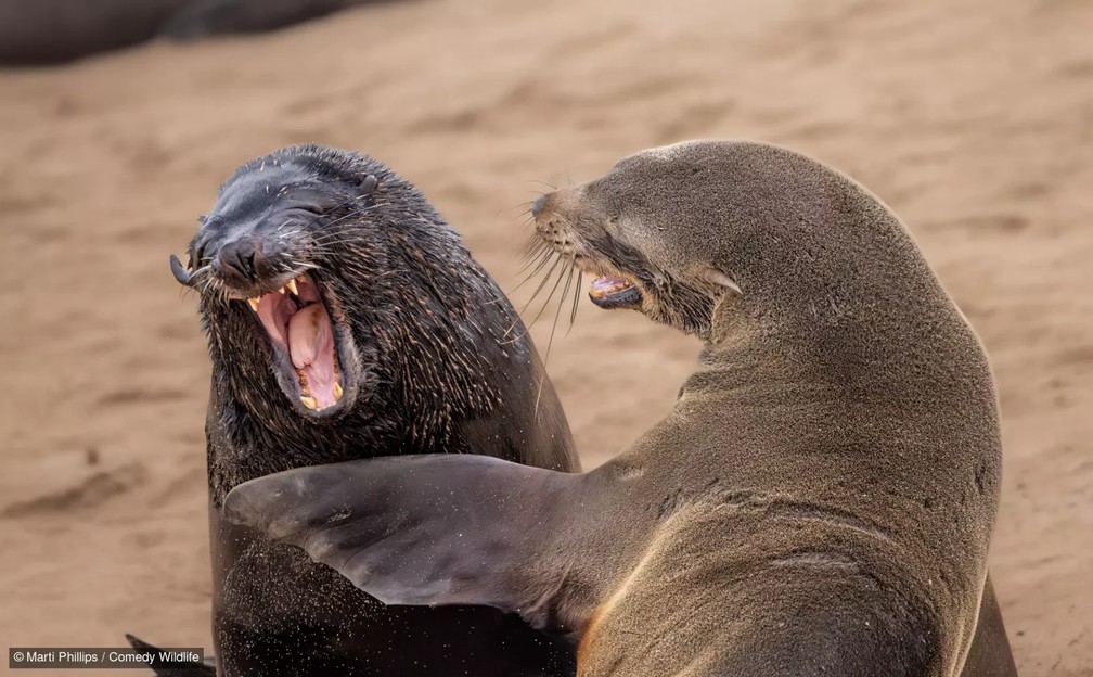 Focas rindo juntas. — Foto: Marti Phillips/Comedy Wildlife