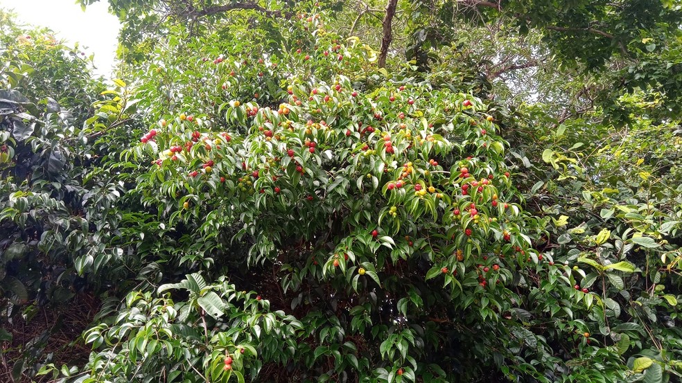 Eugênia curupira é a nova espécie de planta descoberta por pesquisadores da UFRN — Foto: Paulo Silva