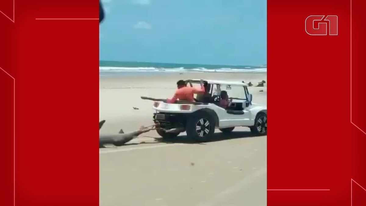 Pescador é detido por matar tubarão 'vulnerável a extinção' em Fortaleza, Ceará