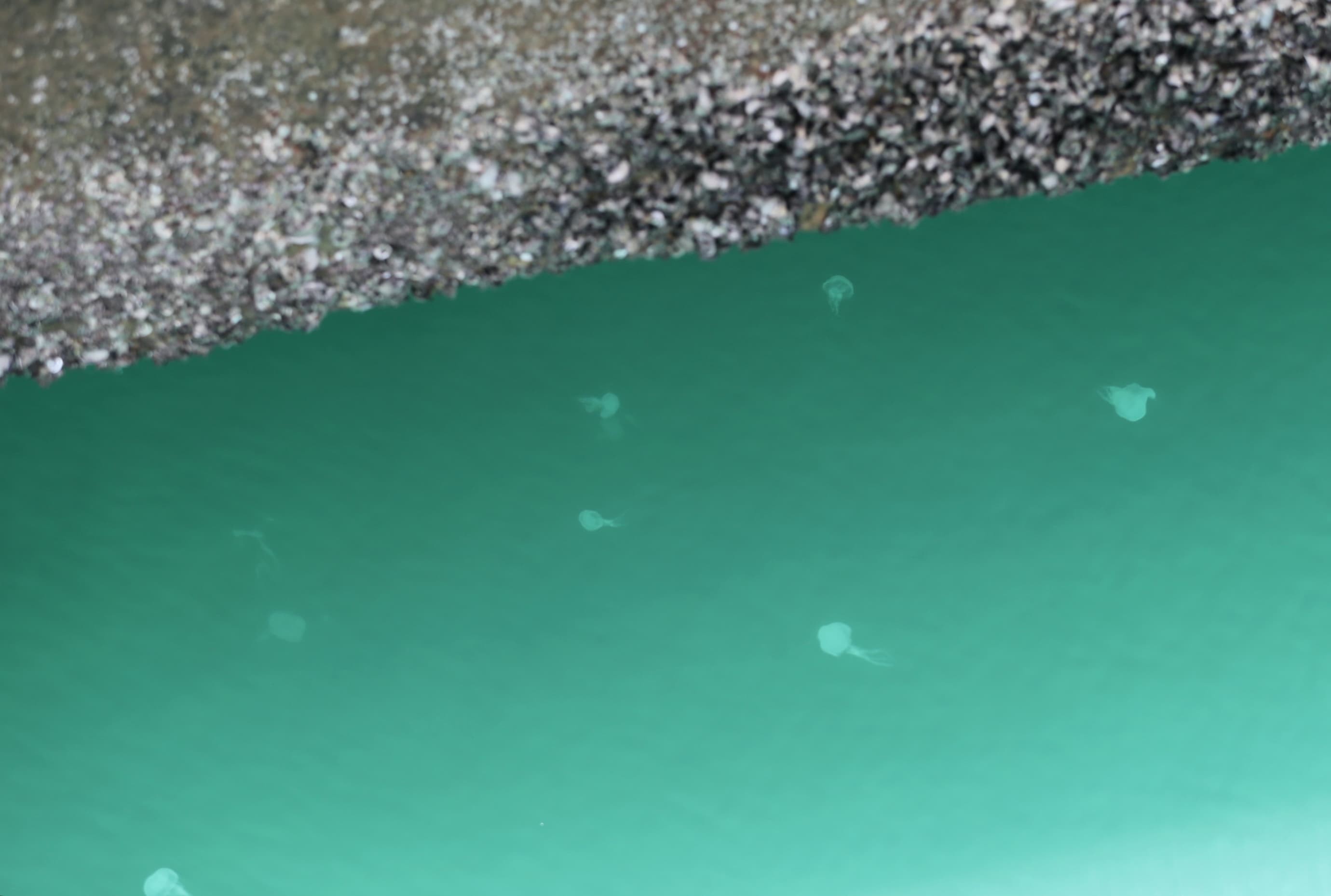 VÍDEO: Centenas de águas-vivas aparecem na Praia do Mucuripe, em Fortaleza