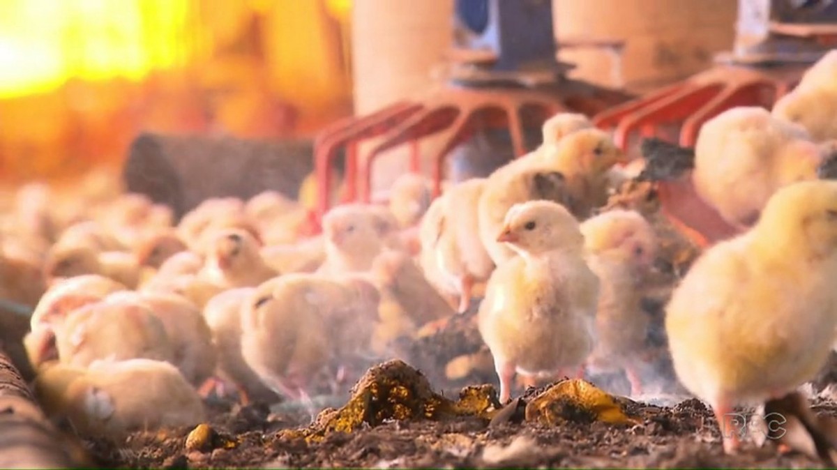 Depois do foie gras, quais práticas de criação e abate de animais podem ser proibidas?