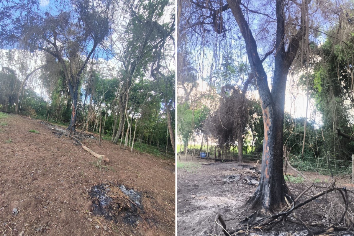 Homem é multado em mais de R$ 5 mil após destruição de vegetação ser flagrada por imagens de satélite no interior de SP