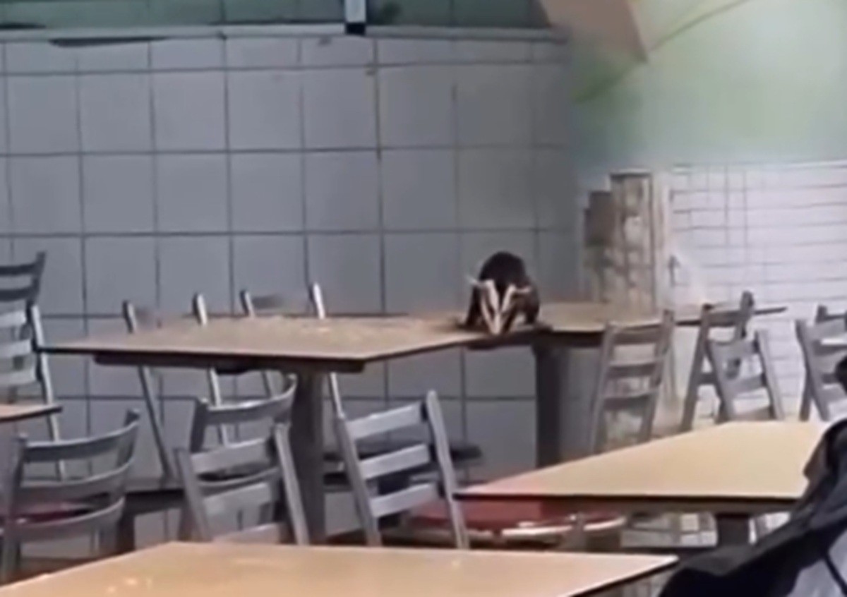 Timbu 'invade' refeitório do Hospital da Restauração e assusta funcionários; VÍDEO