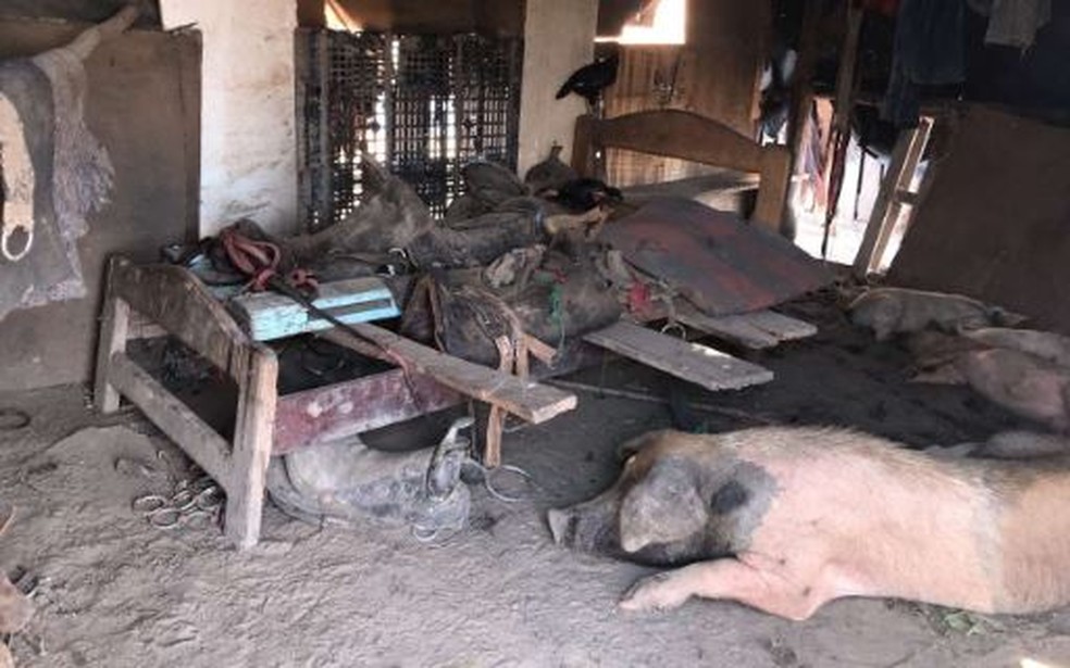 A presença de porcos no local era constante, segundo o casal — Foto: MPTMS/Divulgação