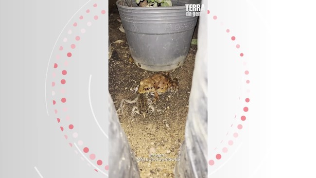 VÍDEO: Biólogo filma rã-pimenta devorando outra rã na Paraíba