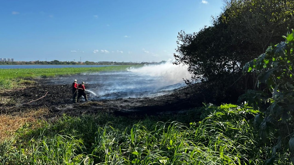 Bombeiros estão dentro do Parque do Cocó para combater o incêndio na vegetação. — Foto: Isaac Macêdo/ SVM