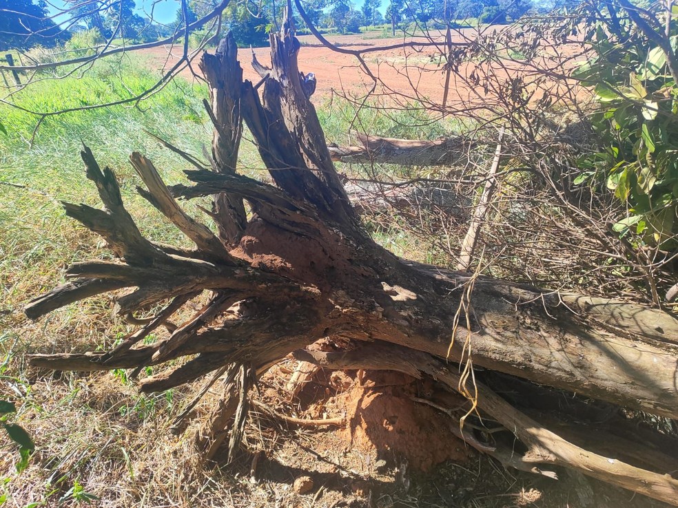 Homem é multado em R$ 3,6 mil por cortar 12 árvores nativas das espécies ipê-amarelo e leiteiro em Rancharia (SP) — Foto: Reprodução/Polícia Ambiental