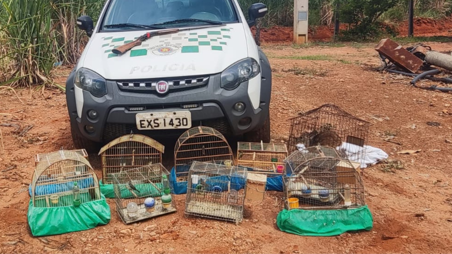 Homem é preso suspeito de manter pássaros nativos em gaiolas e filhote de veado em cativeiro