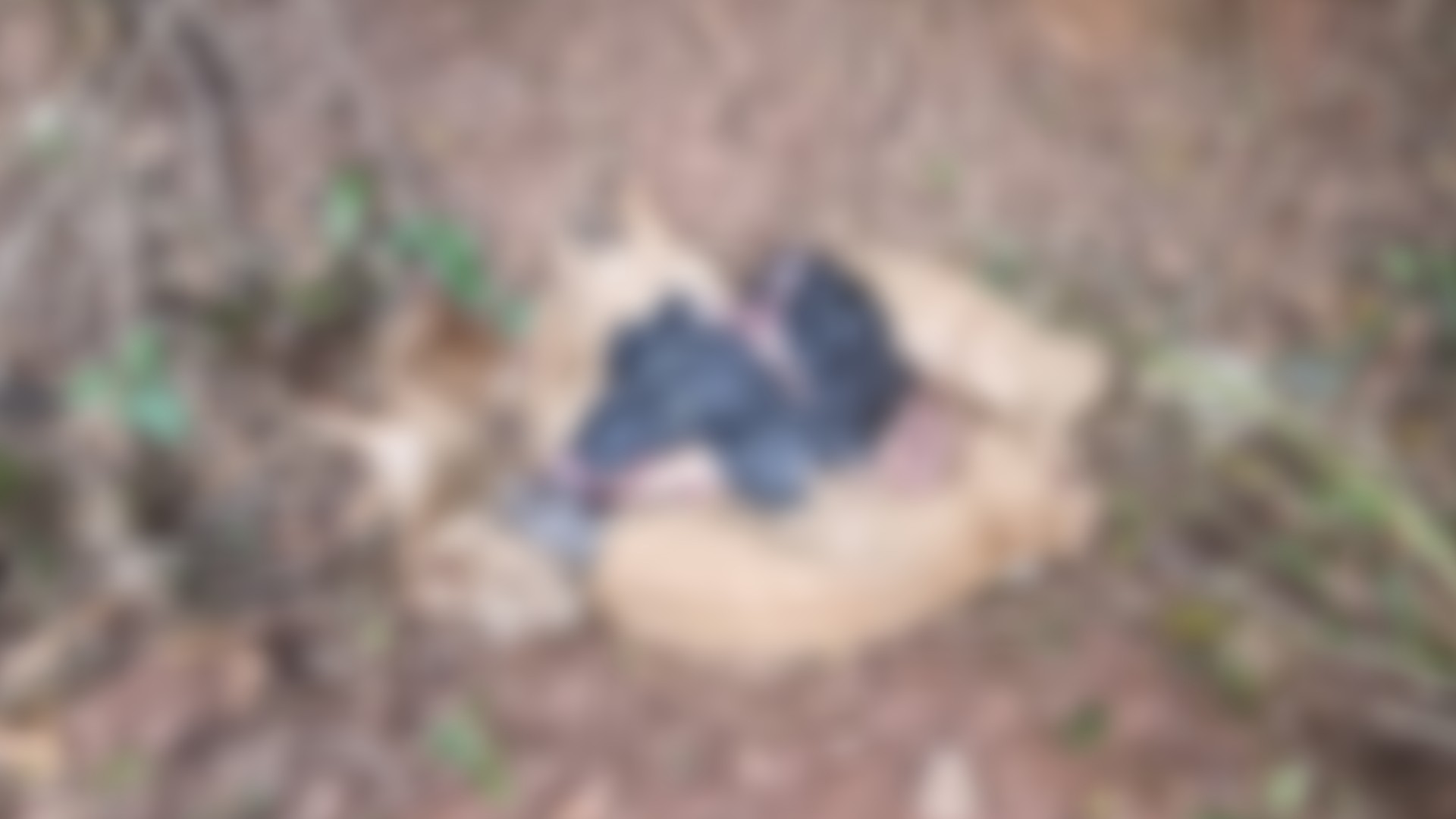 Animais são encontrados decapitados e com membros decepados em saco às margens de estrada em Avaré