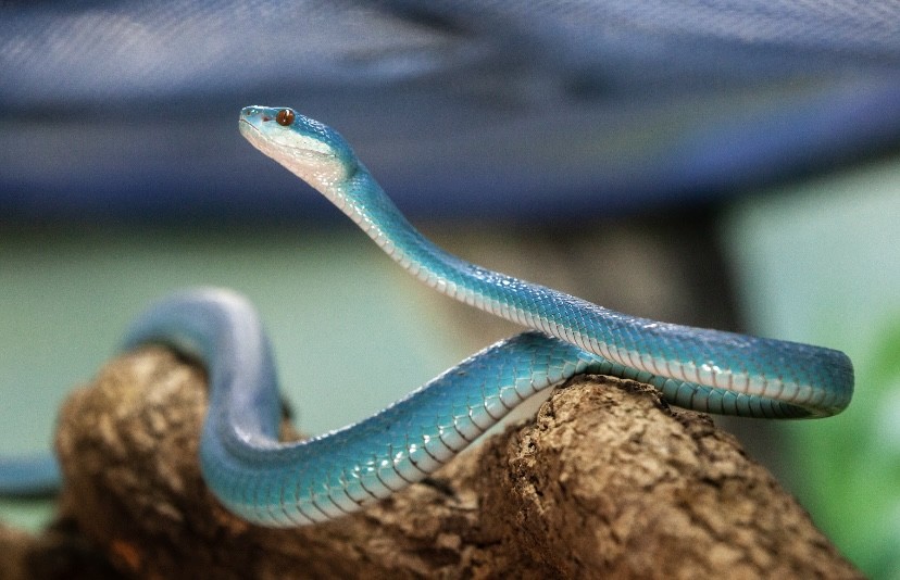 De cor azul vibrante, serpente recebe o nome de Rita Lee em homenagem à cantora