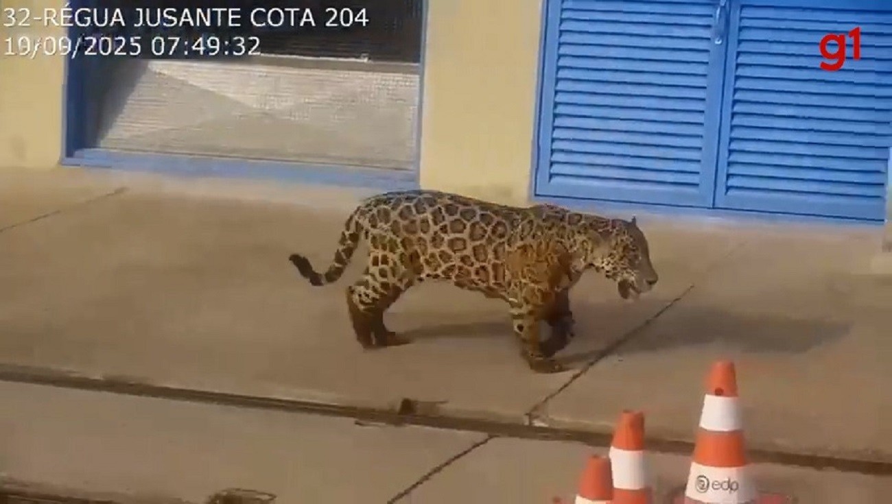 Onça-pintada é vista 'passeando' em usina hidrelétrica no Tocantins; VÍDEO