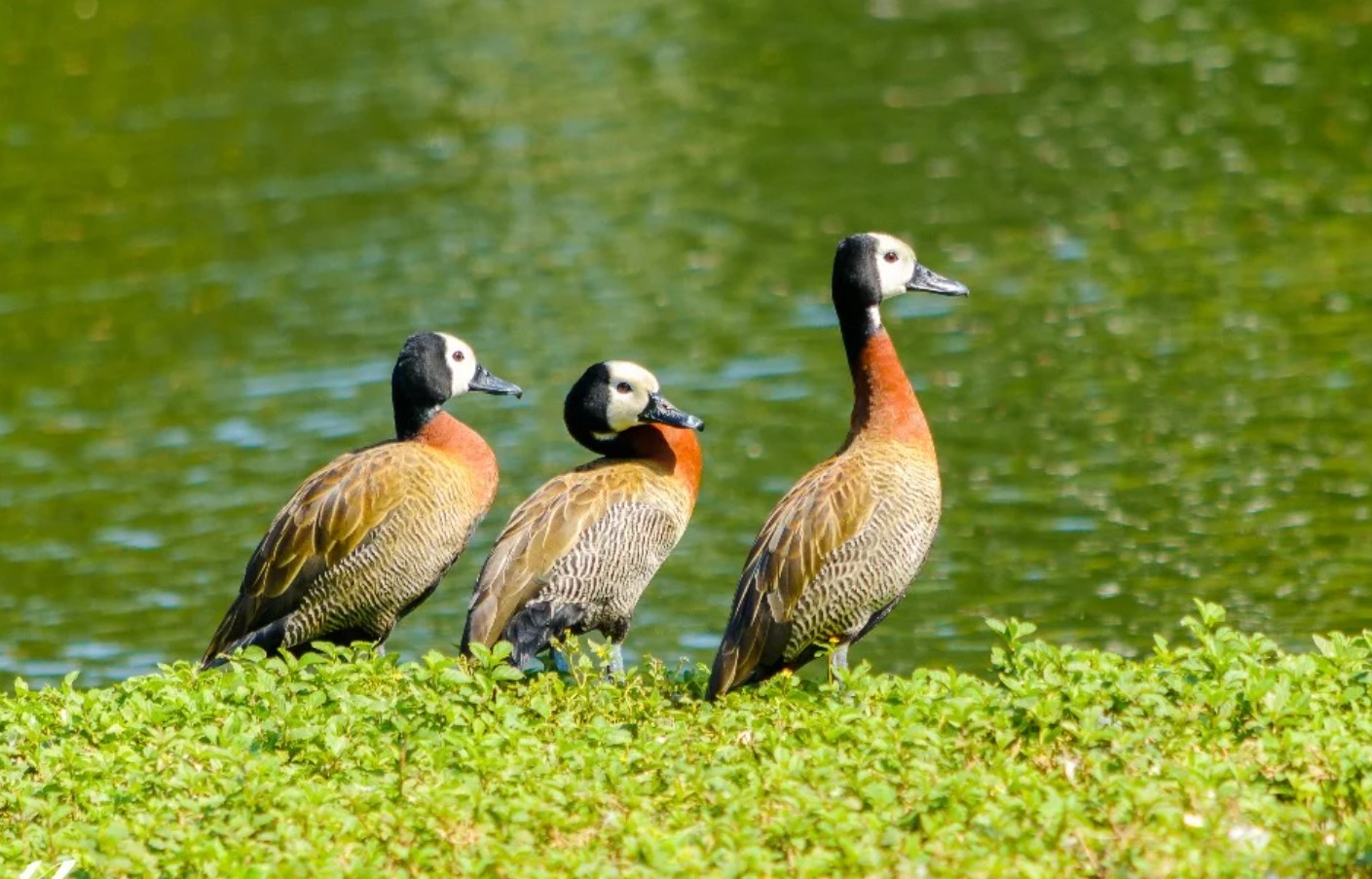 SP confirma caso de gripe aviária em marreco no Parque Ibirapuera