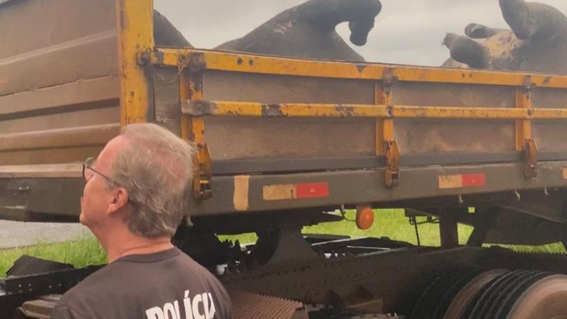 Empresário e veterinário são presos por fraude contra seguradora ao mentirem sobre morte de gado em Uberaba