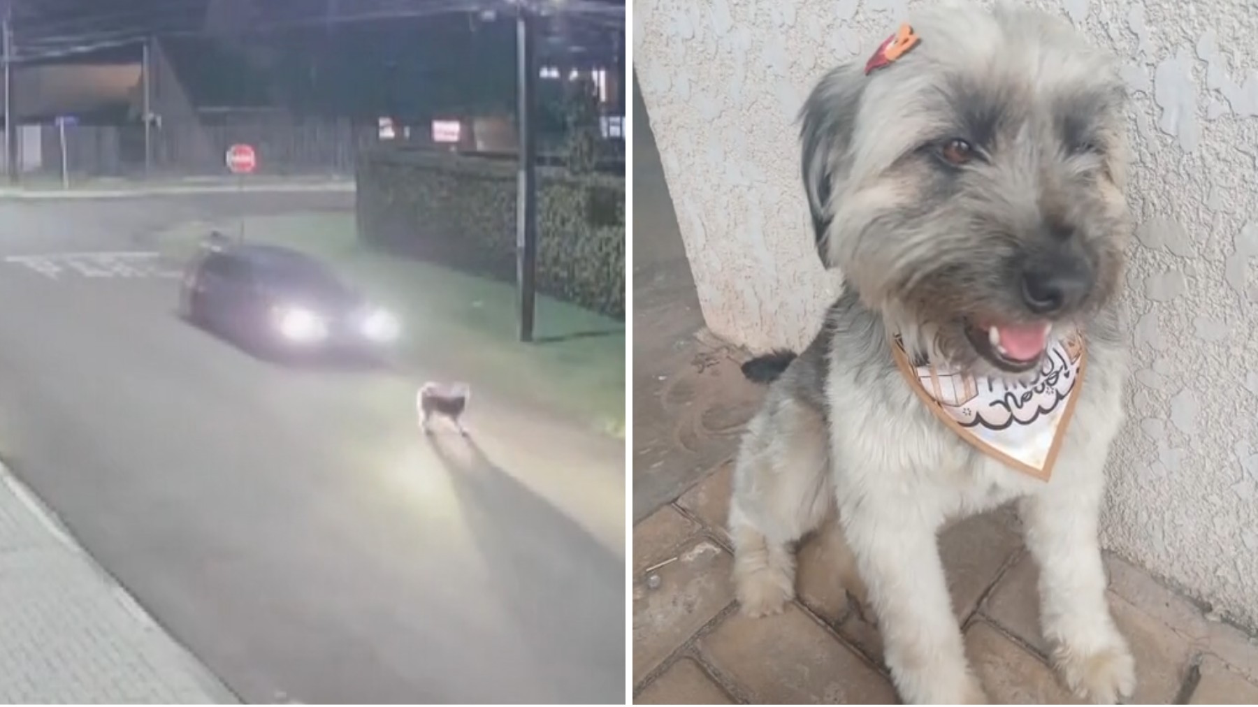 Motorista entra na contramão, mata cachorro 'comunitário' atropelado e foge sem prestar socorro, no PR