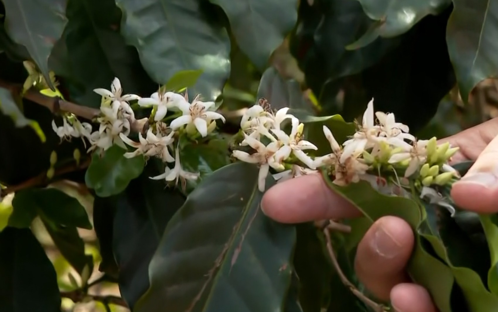 Chuvas atrasam fim da colheita de café e antecipam florada em lavouras do Sul de Minas