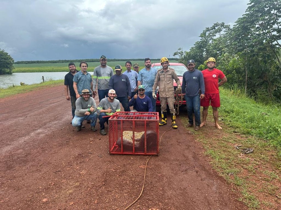 Bombeiros e funcionários da fazenda trabalharam juntos na captura e soltura do animal — Foto: Reprodução
