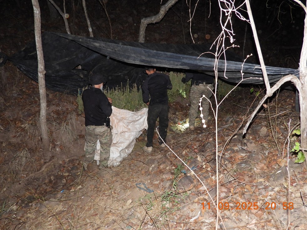 Plantas apreendidas no local — Foto: Reprodução