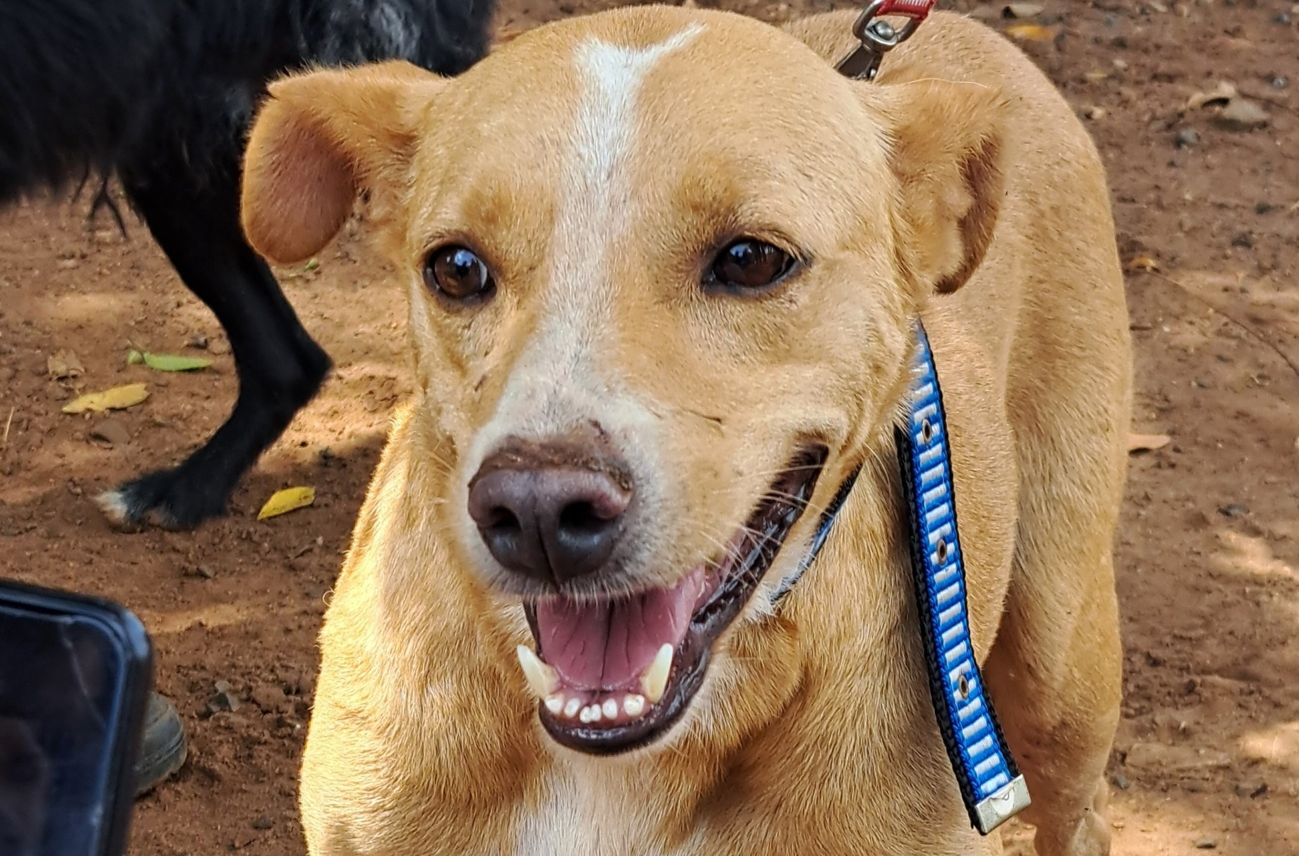 México reconhece 'cachorro caramelo' como raça mexicana e provoca reação de brasileiros nas redes sociais