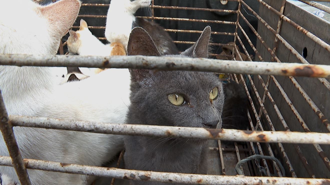 Você Não Tá Convidada pro Meu Bat Mitzvá!