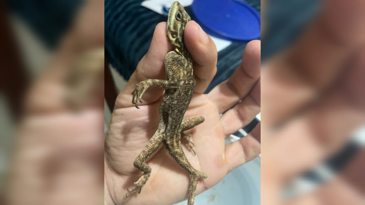 Lagarto de 18 cm é encontrado em SC dentro de contêiner vindo dos EUA