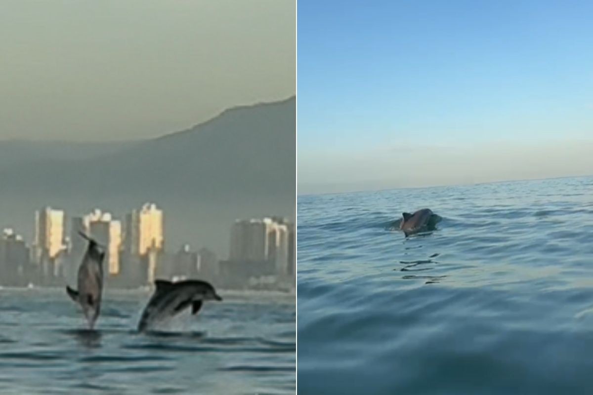 Grupo de golfinhos dá show para remadores no litoral de SP; VÍDEO