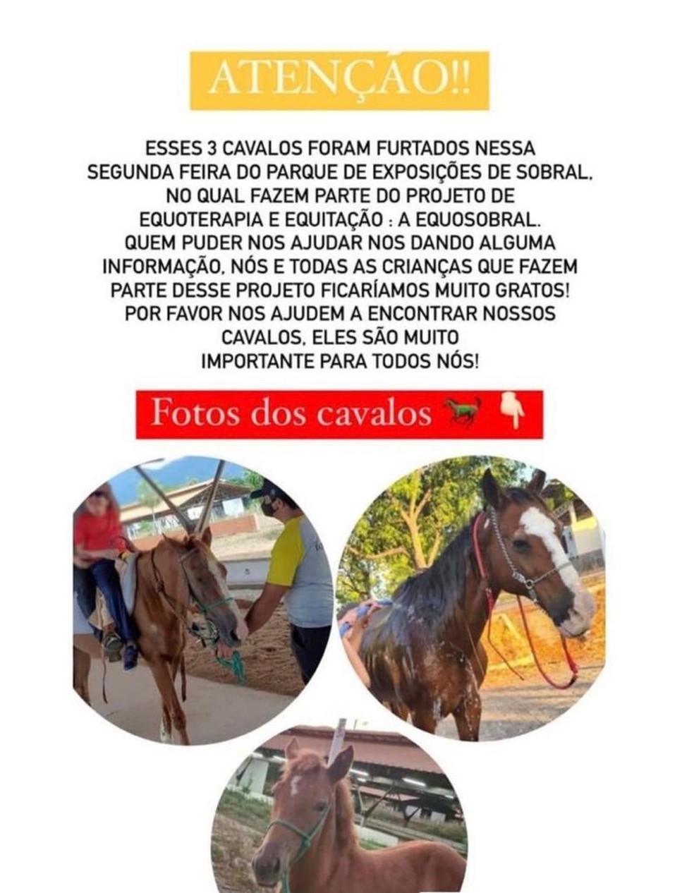 Por que os cavalos são bons para as crianças