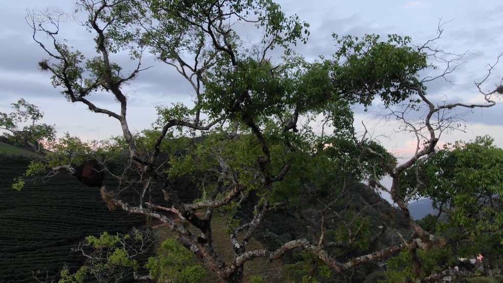 Árvore tem 30 metros de altura — Foto: Reprodução/ Monumental Natural Estadual Serra das Torres