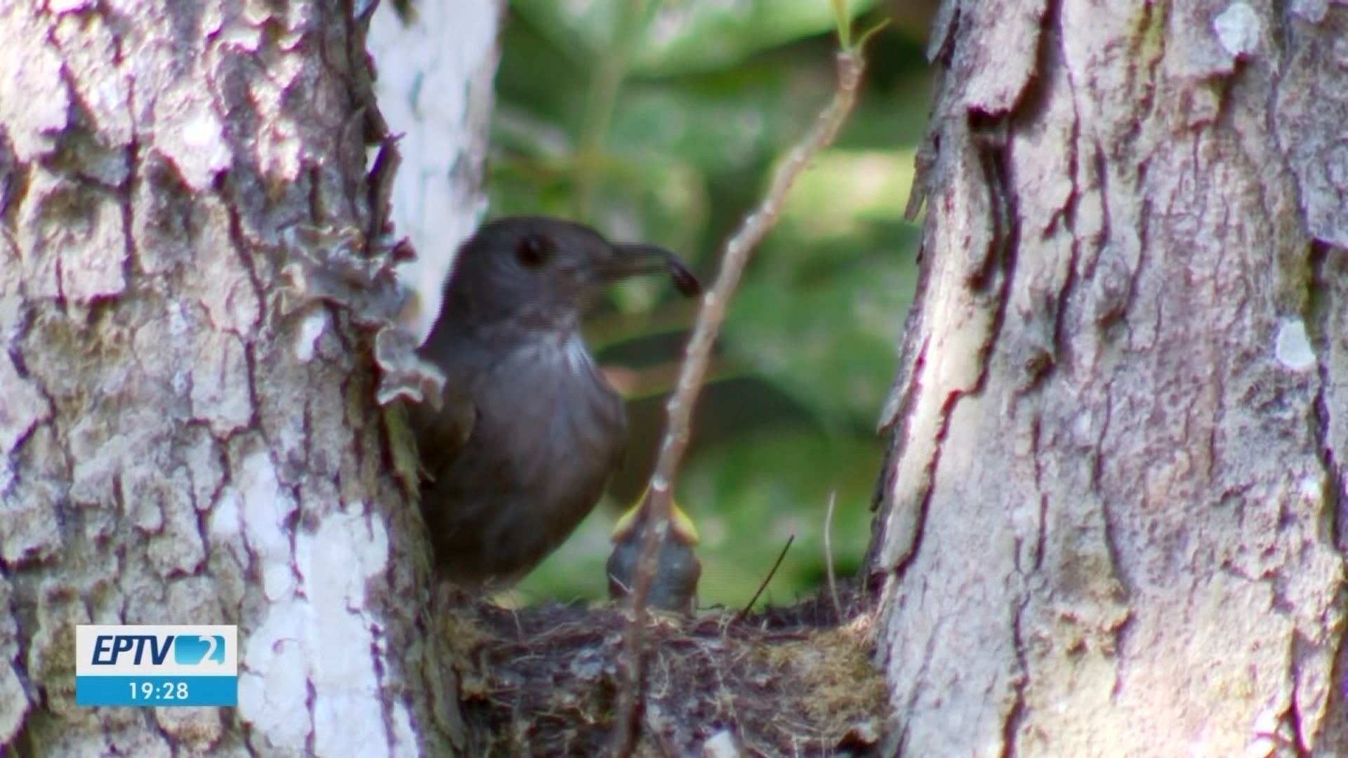 VÍDEOS: EPTV 2 Sul de Minas de sábado, 20 de março de 2026